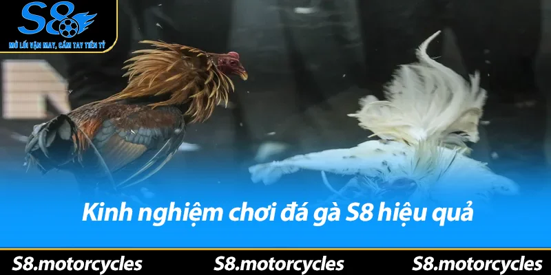 Kinh nghiệm chơi đá gà S8 hiệu quả