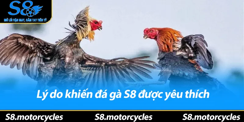 Lý do khiến đá gà S8 được yêu thích