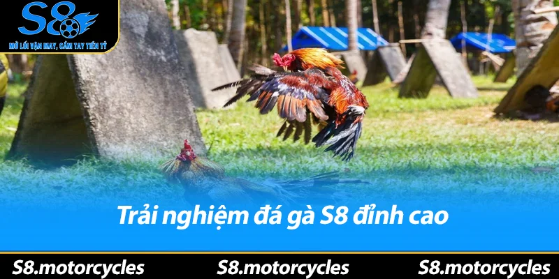 Trải nghiệm đá gà S8 đỉnh cao