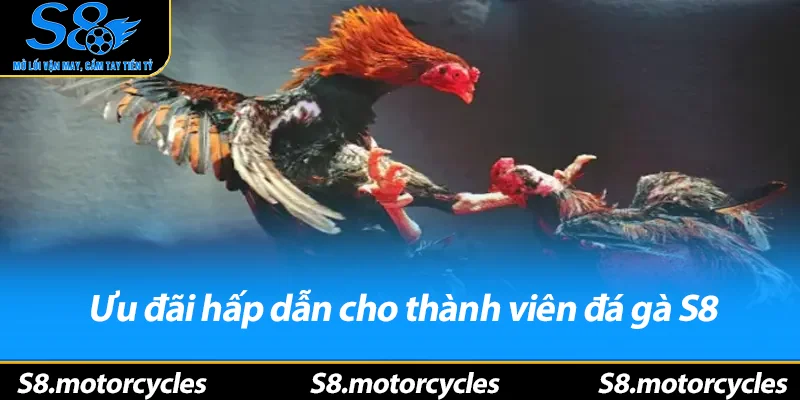 Ưu đãi hấp dẫn cho thành viên đá gà S8